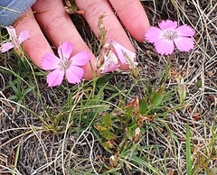 Dianthus pavonius
