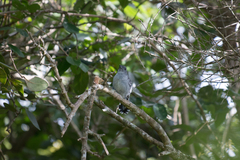 Thamnophilus punctatus