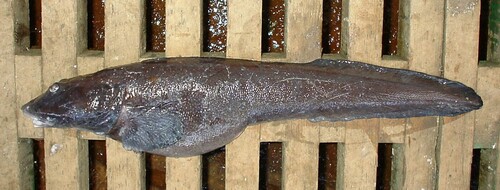 Soldatov's eelpout (Lycodes soldatovi) — Zoarcidae
