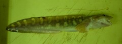 Tanaka's Eelpout photo 2