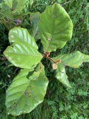 Beilschmiedia tarairi