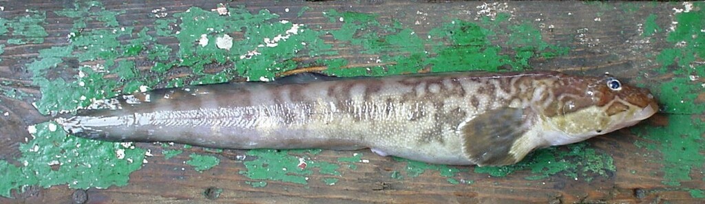 Tanaka's Eelpout