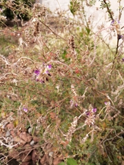 Mimosa aculeaticarpa biuncifera