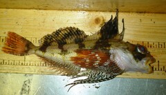 Hemilepidotus papilio