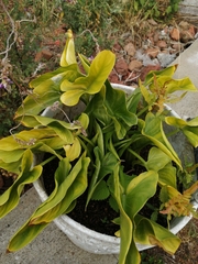 Zantedeschia