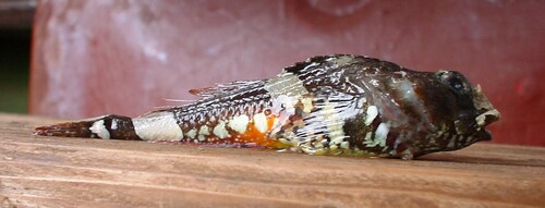 Brightbelly sculpin (Microcottus sellaris) — Cottidae