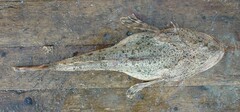 Myoxocephalus polyacanthocephalus