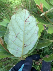 Beilschmiedia tarairi