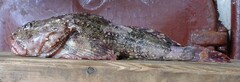 Steller's Sculpin photo 3