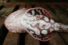 Steller's Sculpin photo 4