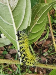 Leucanella