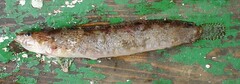 Opisthocentrus tenuis
