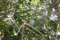 Thamnophilus punctatus