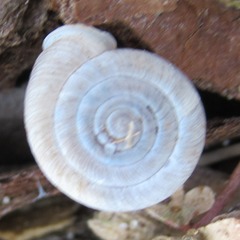 Polygyra