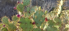 Opuntia stricta