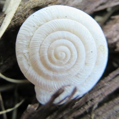 Polygyra