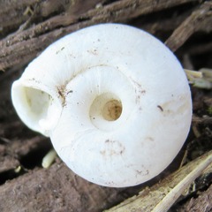 Polygyra