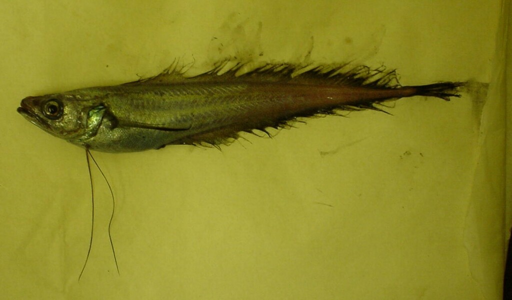 Longfin codling (Laemonema longipes) — Moridae