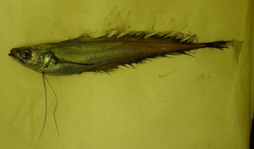 Laemonema longipes