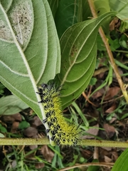 Leucanella