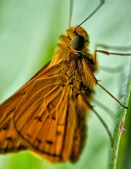 Cephrenes trichopepla