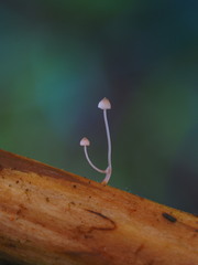 Mycena pterigena
