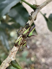 Umbonia ataliba