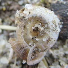 Polygyra