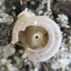 Polygyra