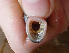 Lethenteron camtschaticum