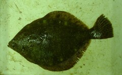 Lepidopsetta mochigarei