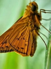 Cephrenes trichopepla