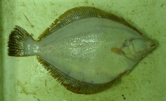Lepidopsetta mochigarei