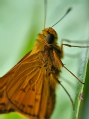 Cephrenes trichopepla