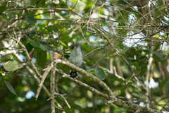 Thamnophilus punctatus