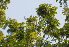 Paubrasilia echinata