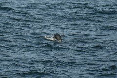Otariidae