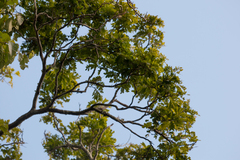 Paubrasilia echinata