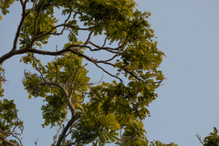 Paubrasilia echinata