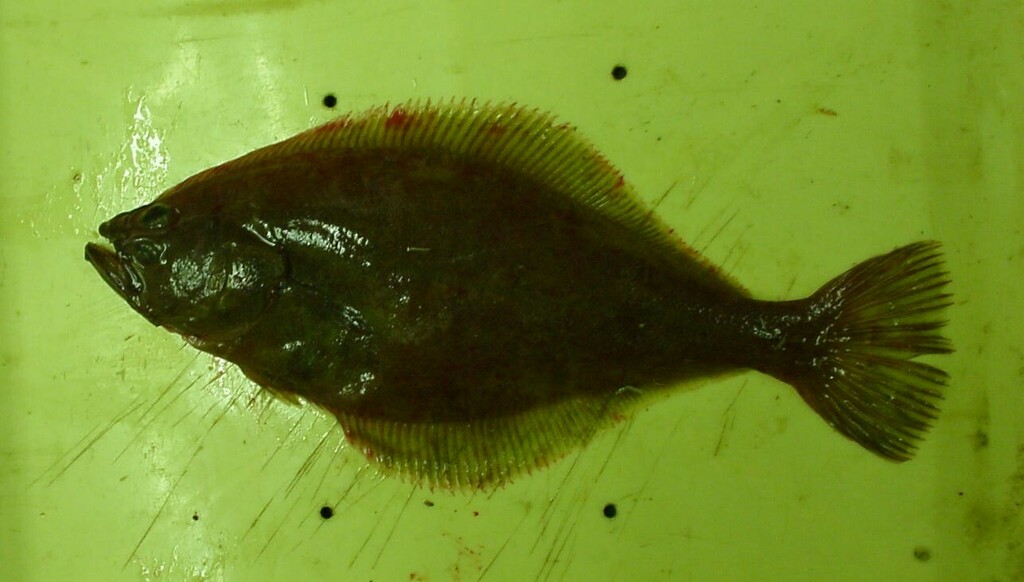 Flathead flounder (Hippoglossoides dubius) — Pleuronectidae