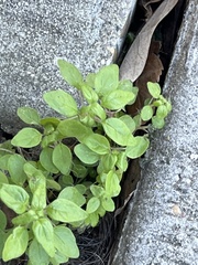 Parietaria floridana