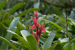 Billbergia amoena