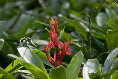 Billbergia amoena