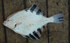Platichthys stellatus