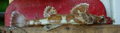 Dragon Poacher photo 1