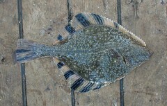 Platichthys stellatus