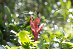 Billbergia amoena