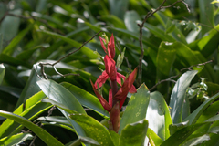 Billbergia amoena