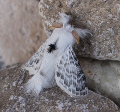 Apotolype brevicrista