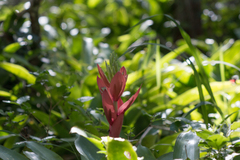 Billbergia amoena
